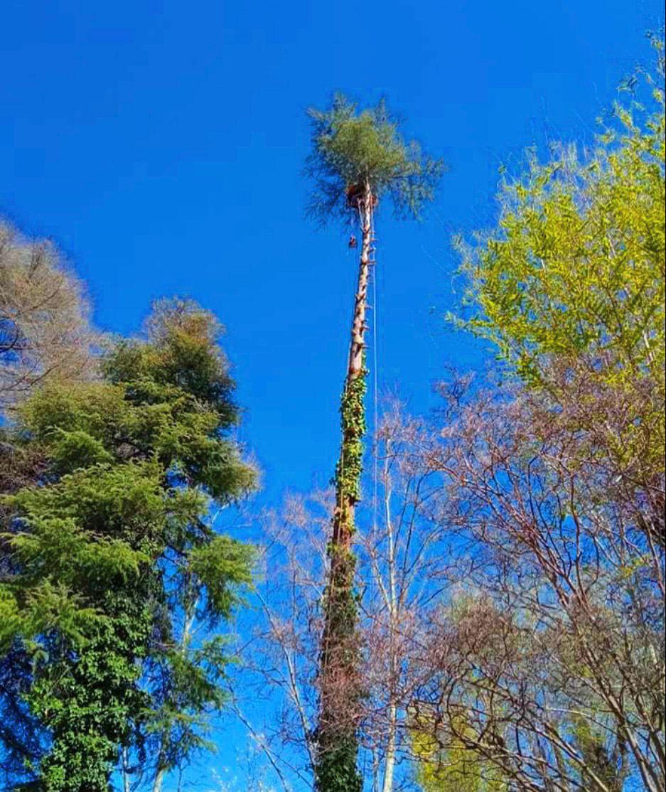 Tala y poda en altura de árboles en la Vizcaya