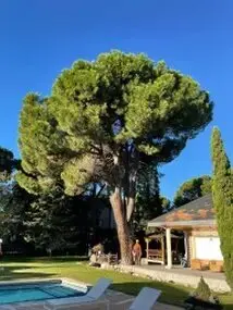 Tala y poda en Altura de árboles en Navarra y provincia